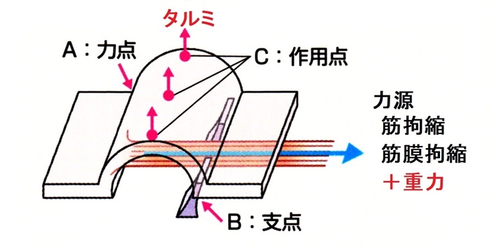 タルミやシワの発生メカニズム