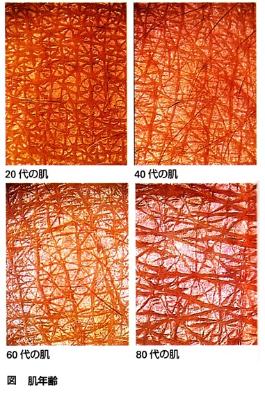 年齢別の肌のキメ